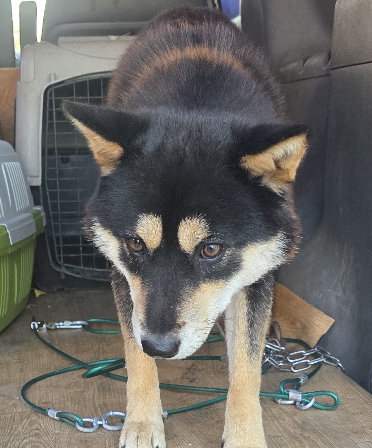 종료(반환) 믹스견…