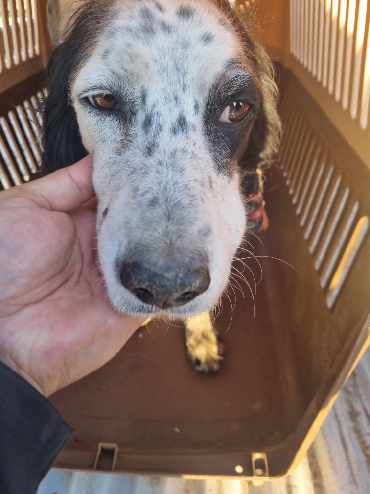 군위종합동물병원_427514202500277