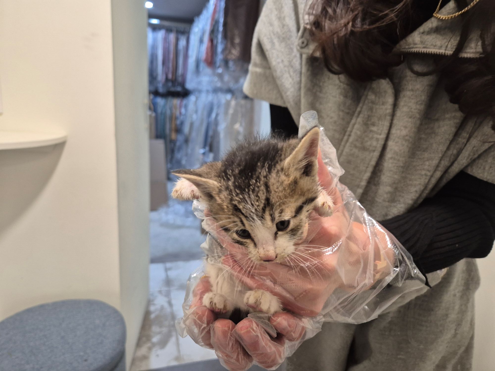 보호중 믹스묘의 가…