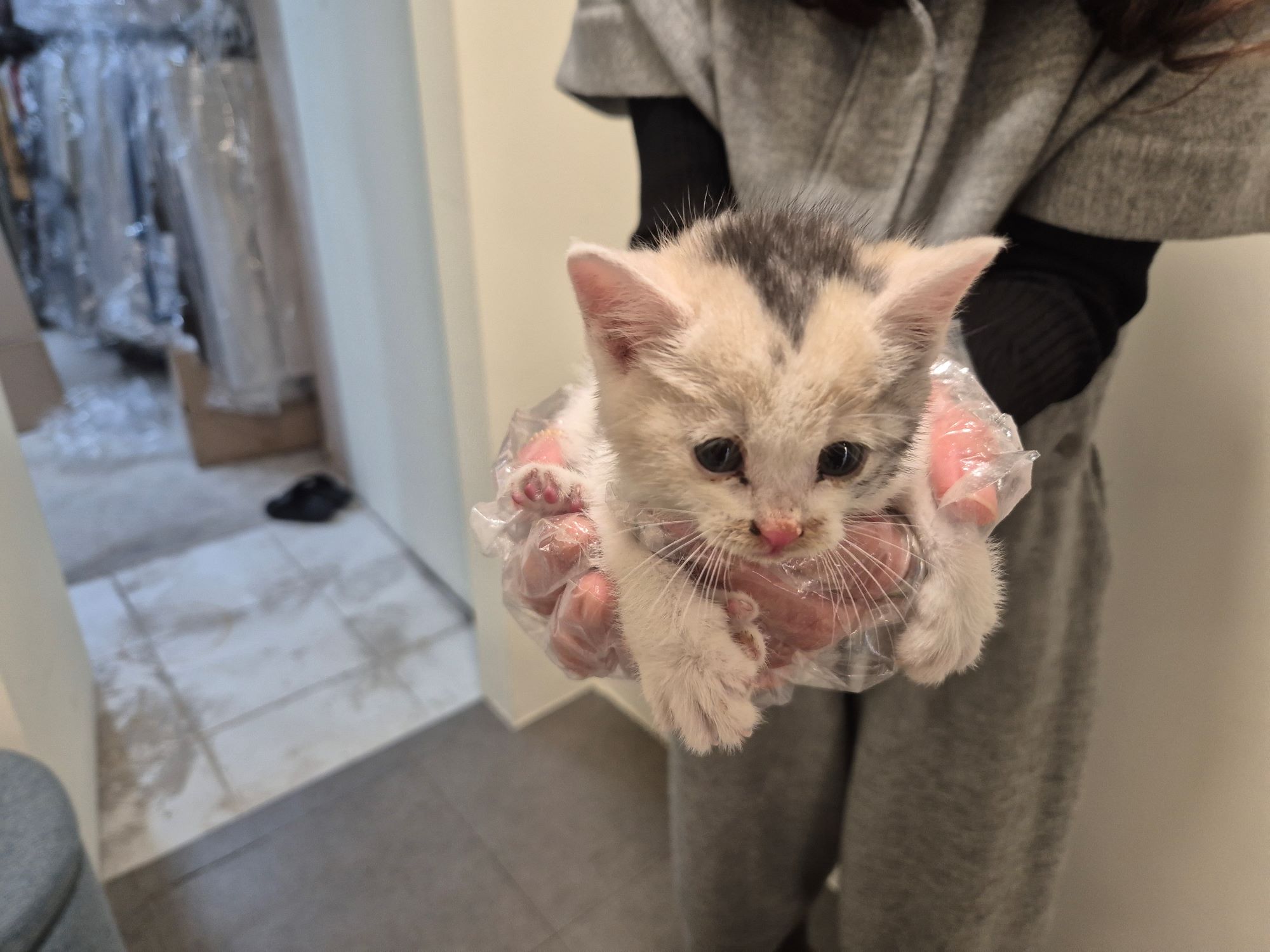 보호중 믹스묘의 가…