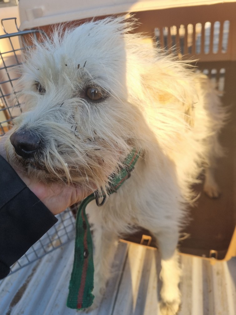 보호중 믹스견의 가…