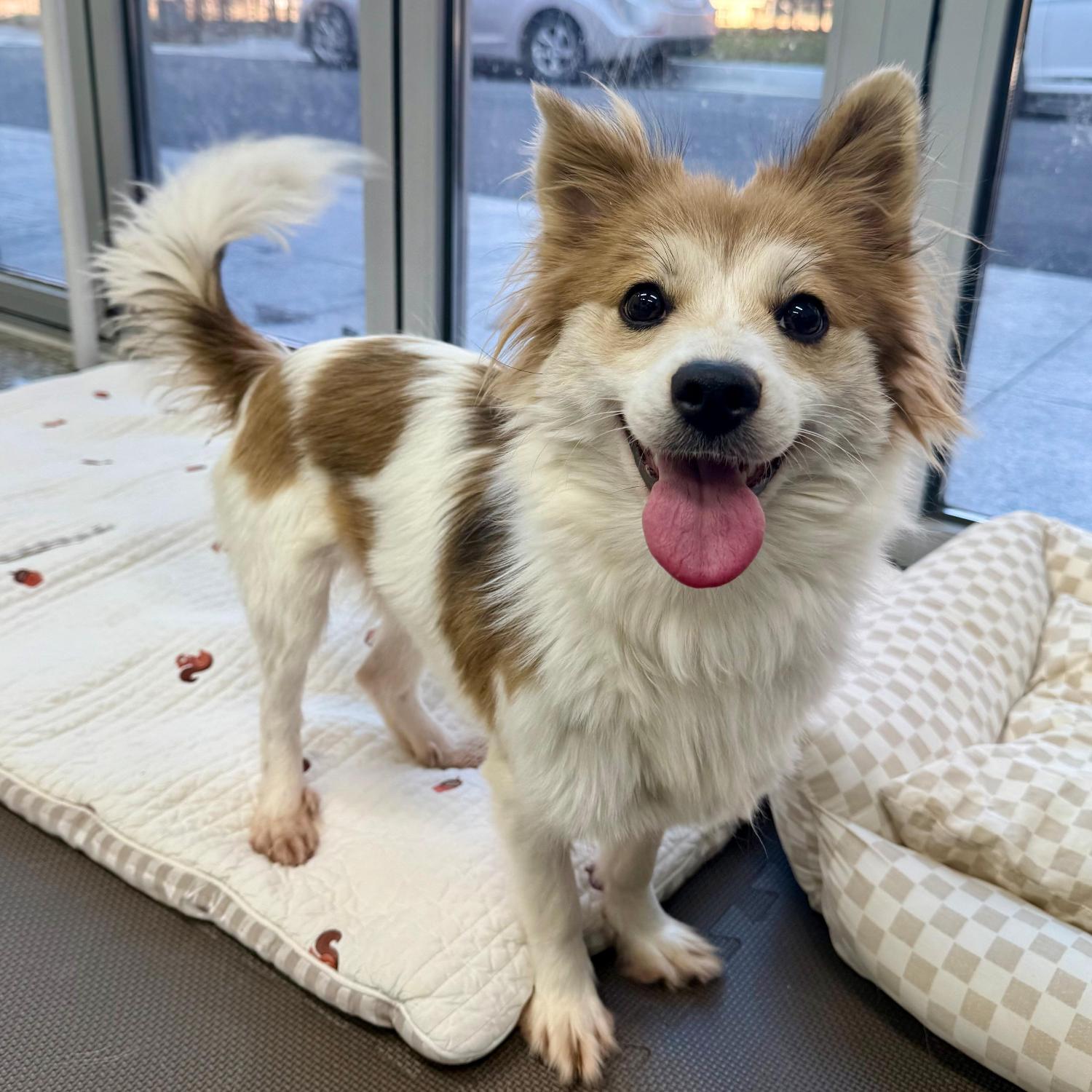 보호중 믹스견의 가…