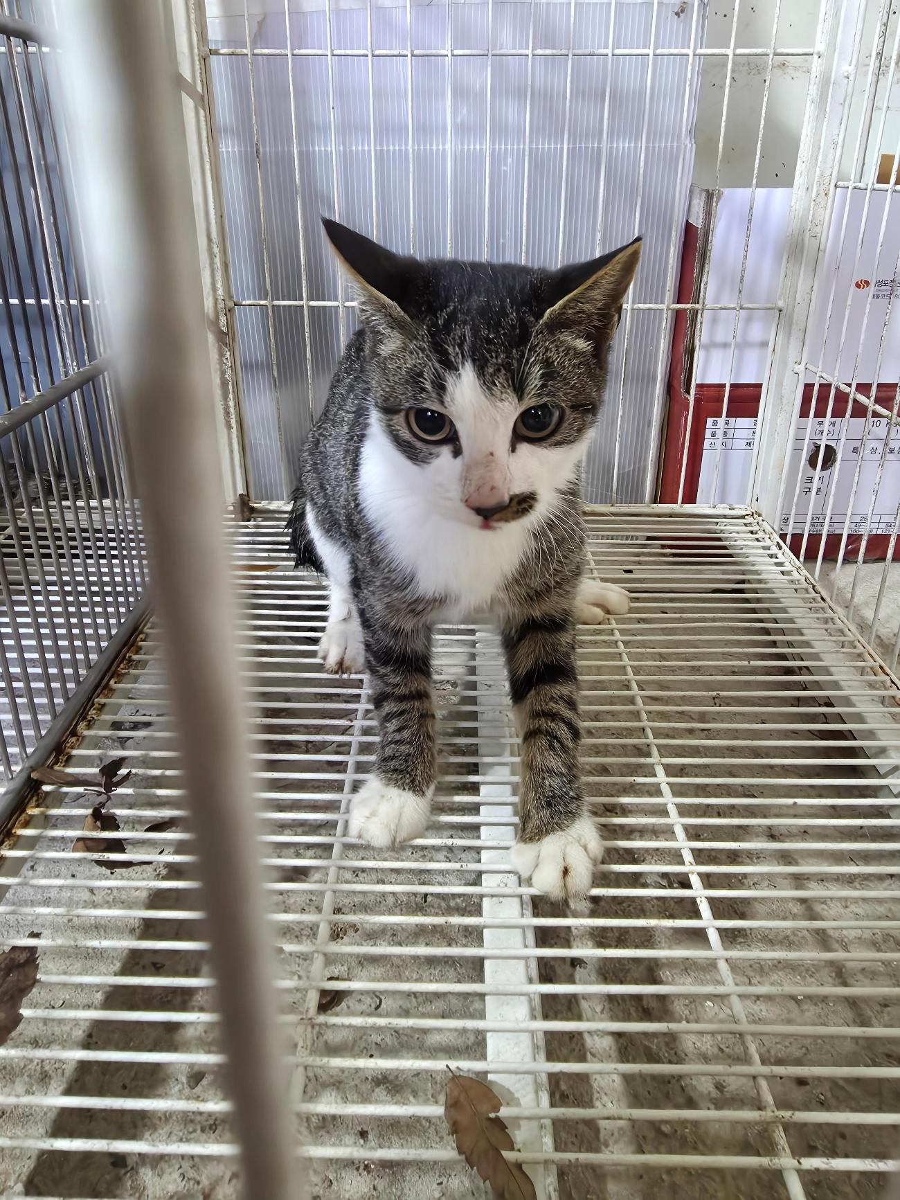 보호중 한국 고양이…