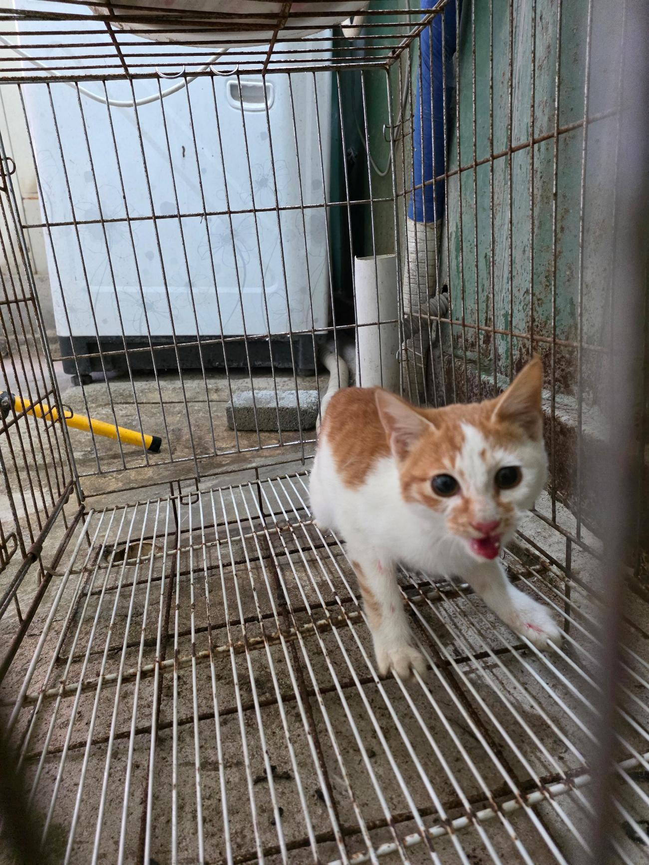 보호중 한국 고양이…