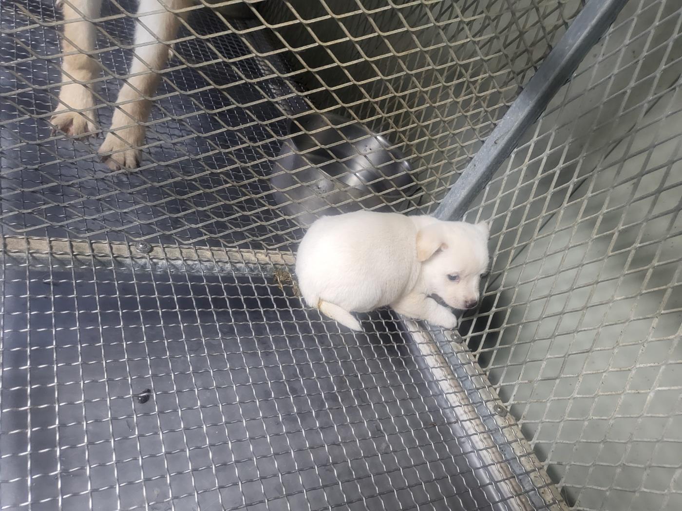 (사)하얀비둘기_426336202500420