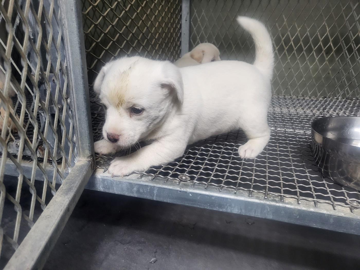 보호중 믹스견의 가…