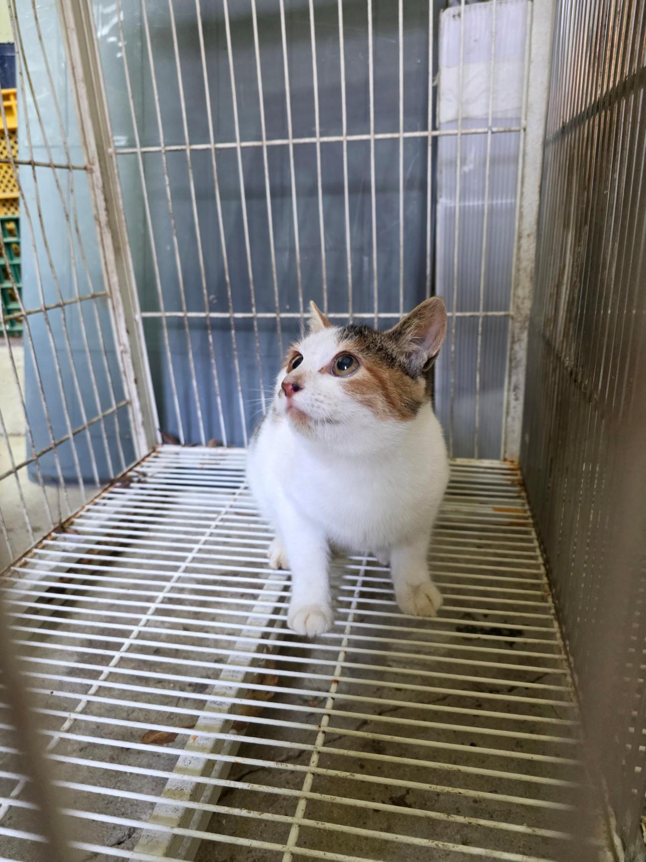 보호중 한국 고양이…