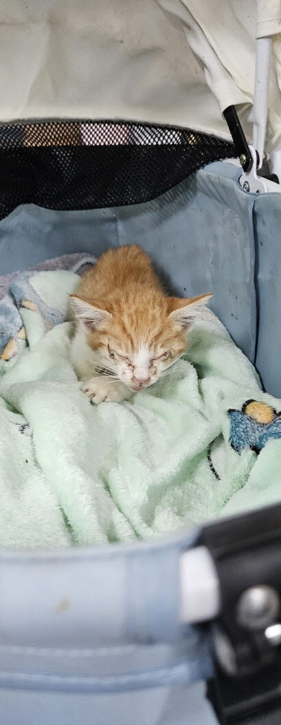 보호중 한국 고양이…