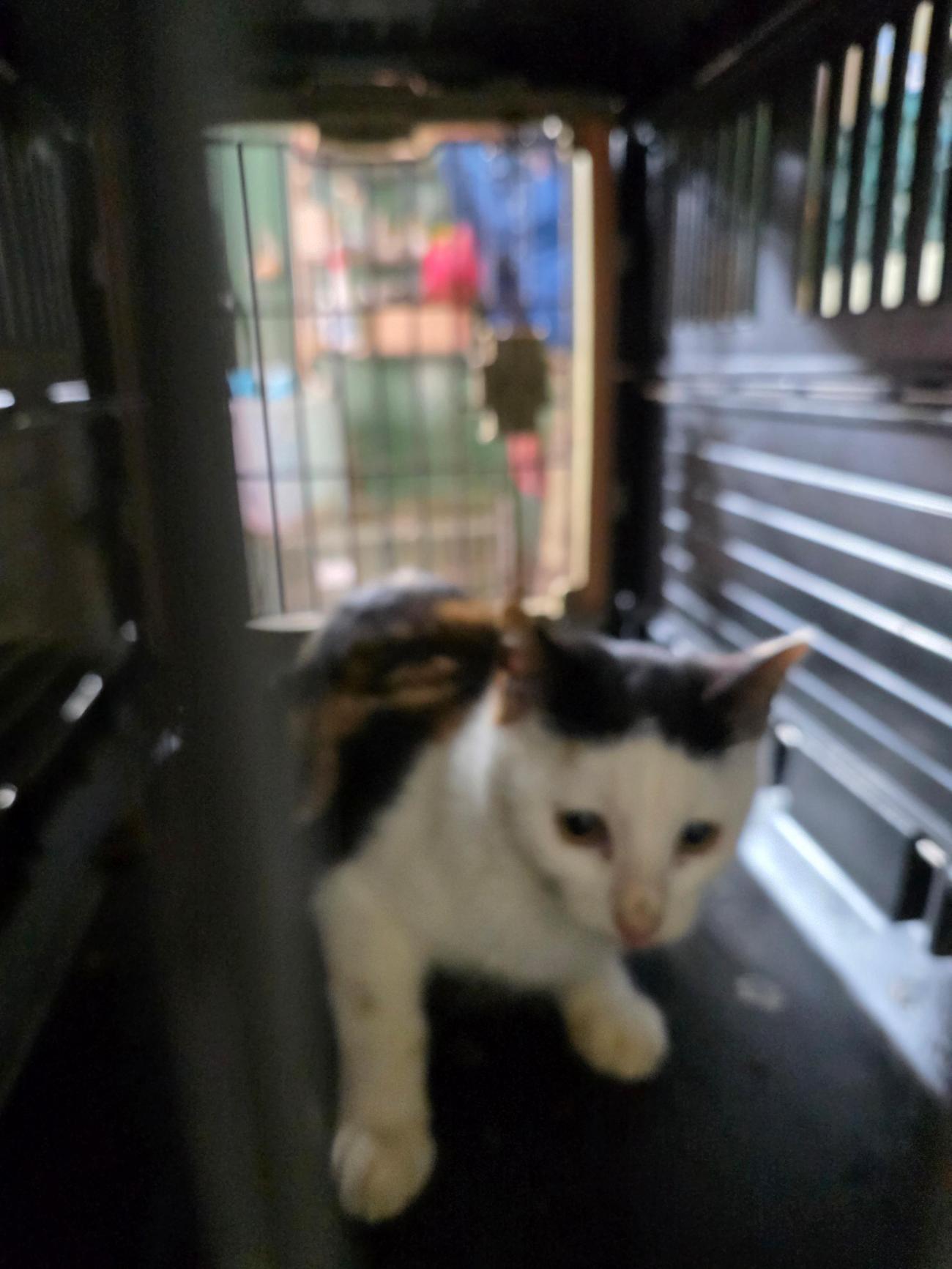 괴산증평동물보호센터_443446202500471