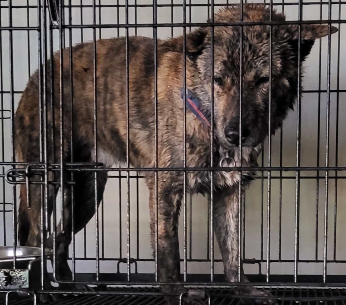 보호중 믹스견의 가…