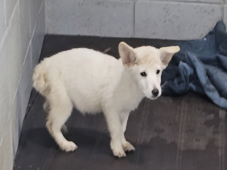 보호중 믹스견의 가…