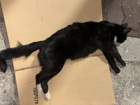 종료(자연사) 한국…