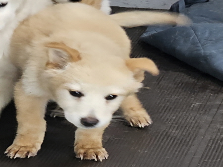 보호중 믹스견의 가…