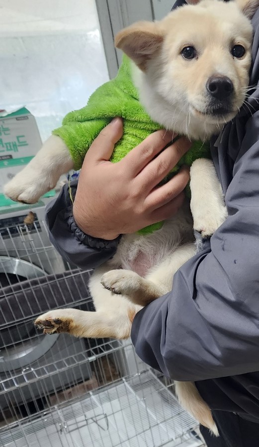 보호중 믹스견의 가…