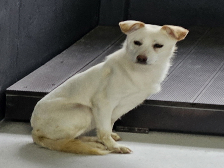 보호중 믹스견의 가…