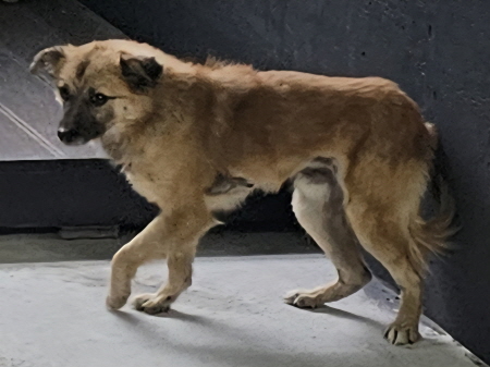 보호중 믹스견의 가…