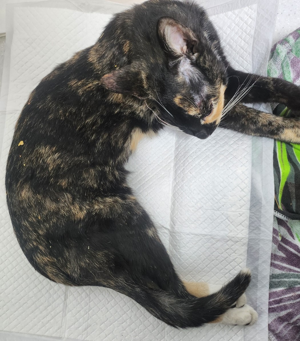 종료(자연사) 한국…