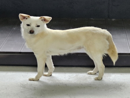 보호중 믹스견의 가…