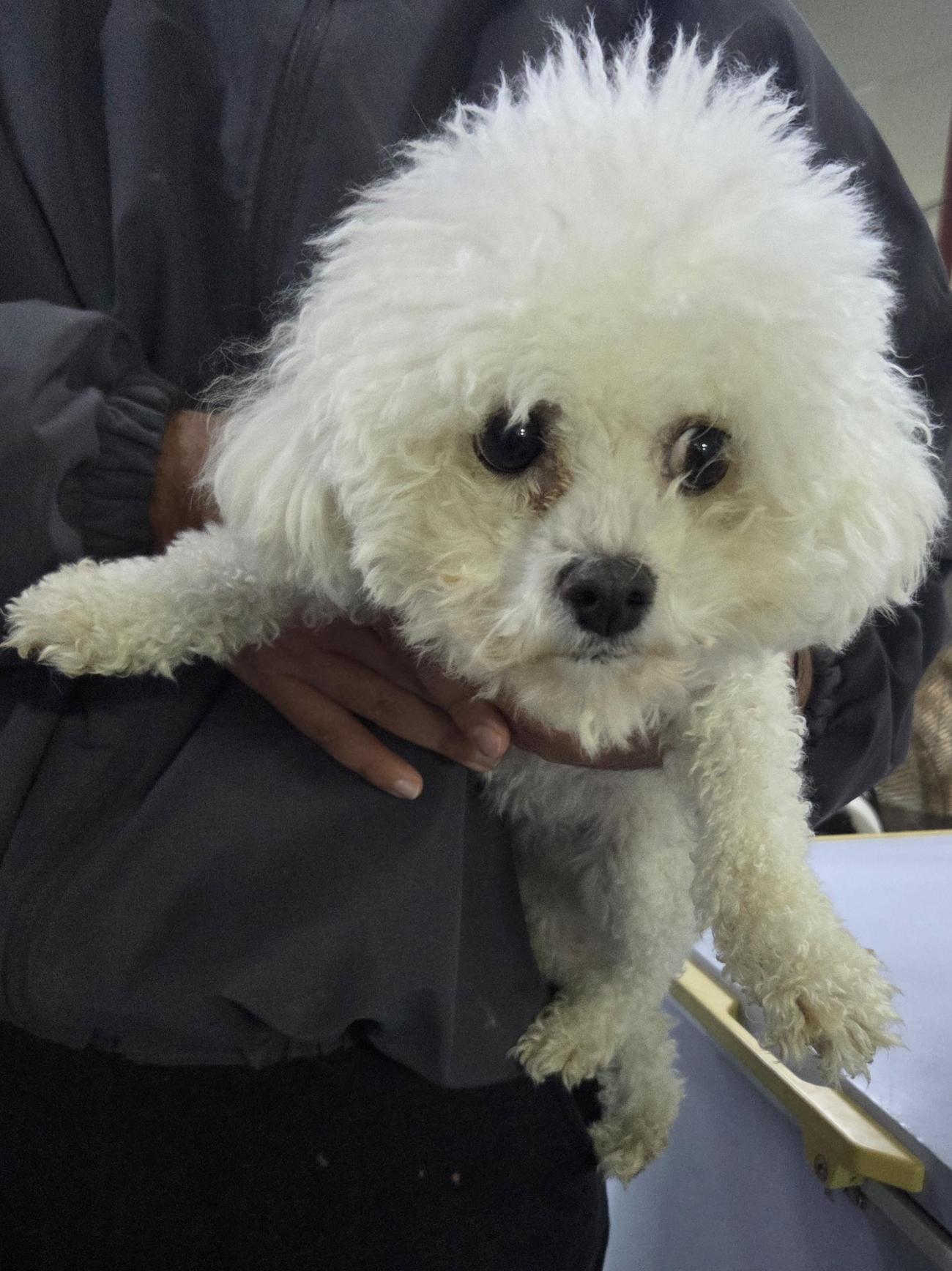 보호중 말티즈의 가…