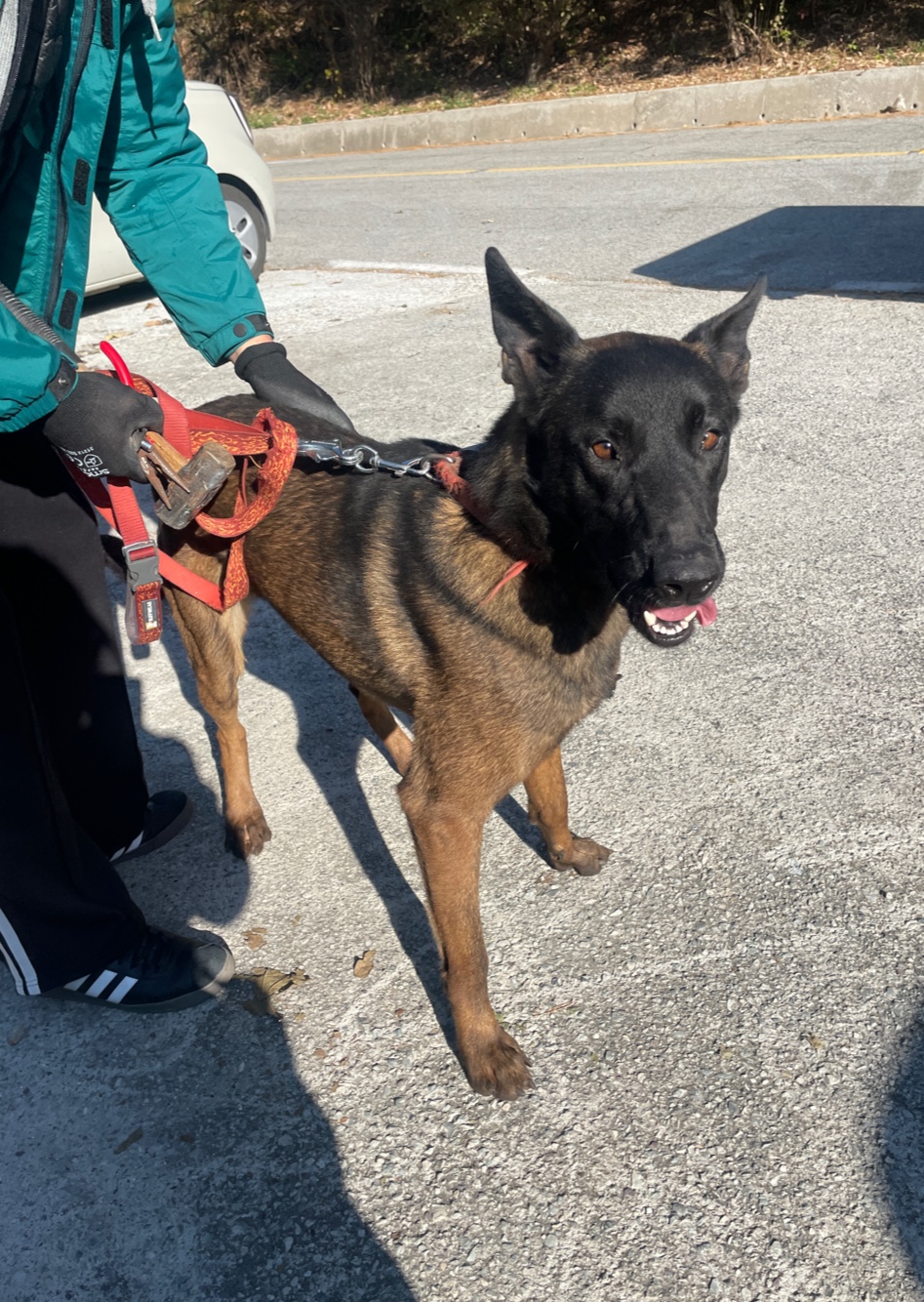 보호중 믹스견의 가…