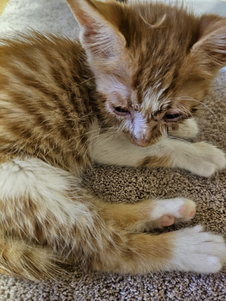 보호중 한국 고양이…