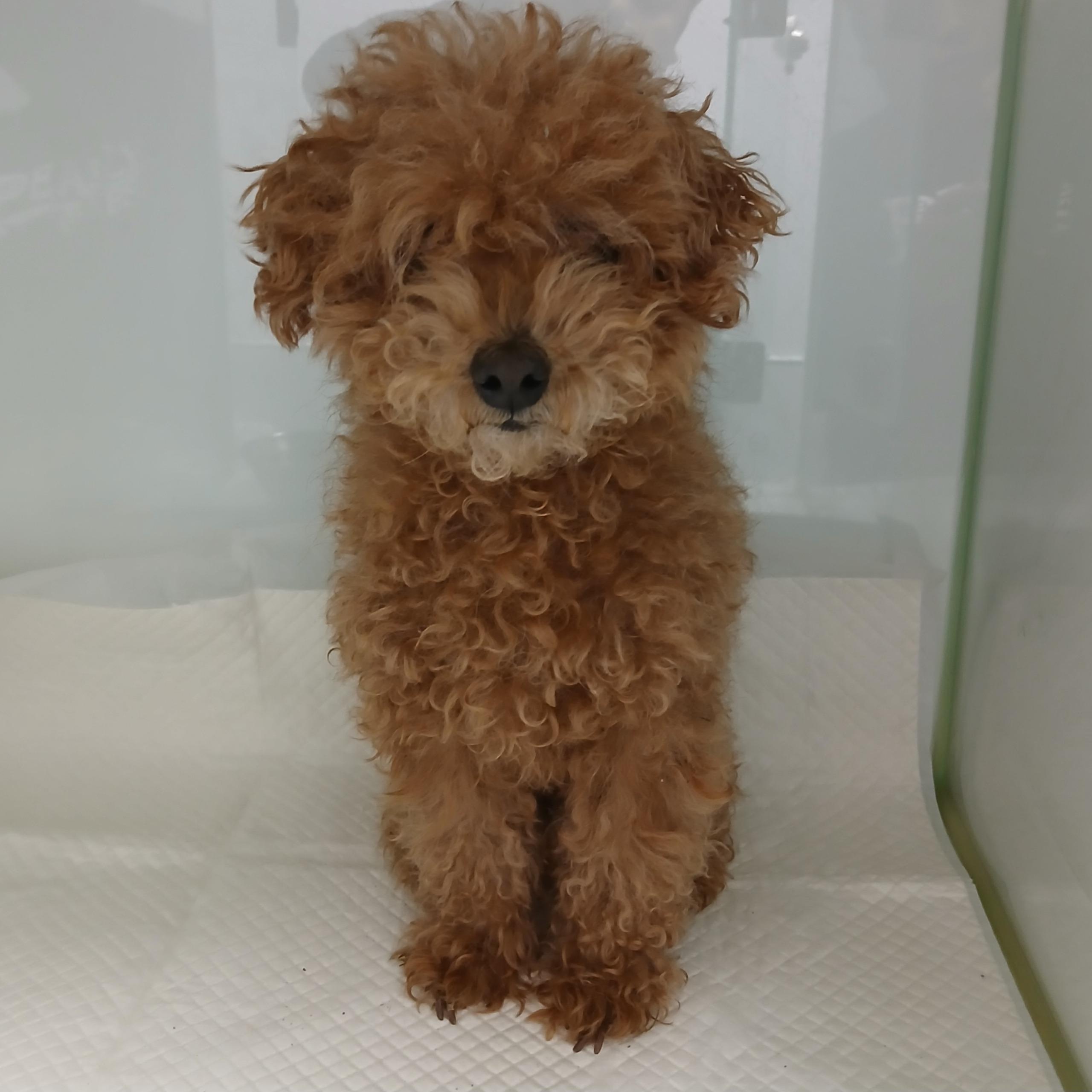 보호중 푸들의 가족…