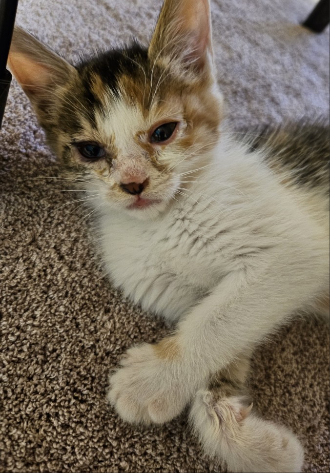 보호중 한국 고양이…