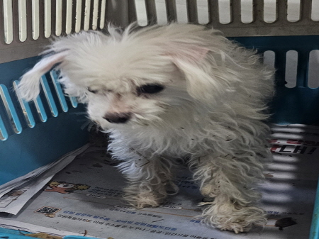 보호중 말티즈의 가…