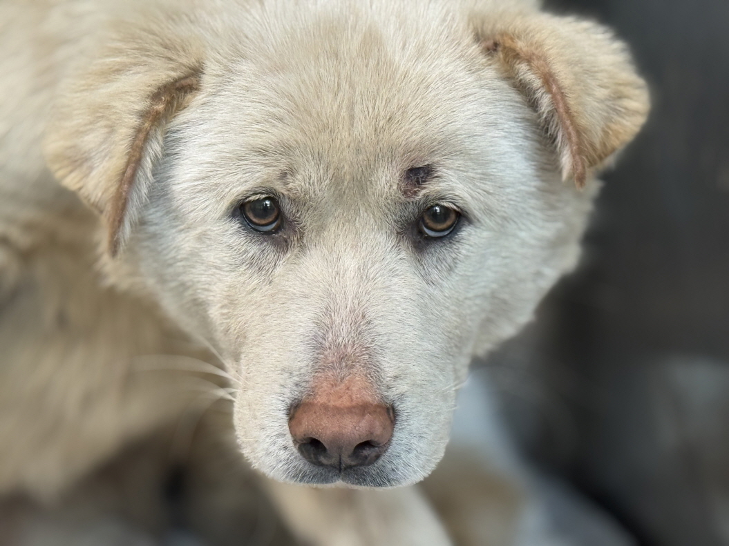 보호중 믹스견의 가…