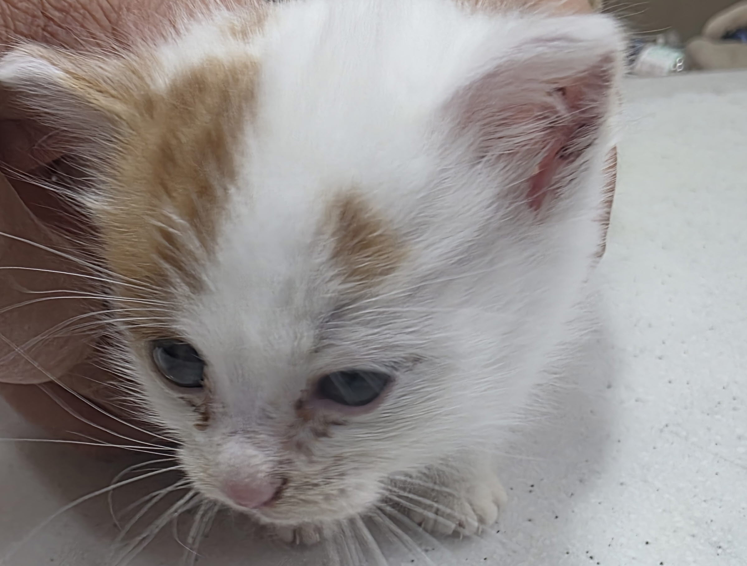 보호중 한국 고양이…