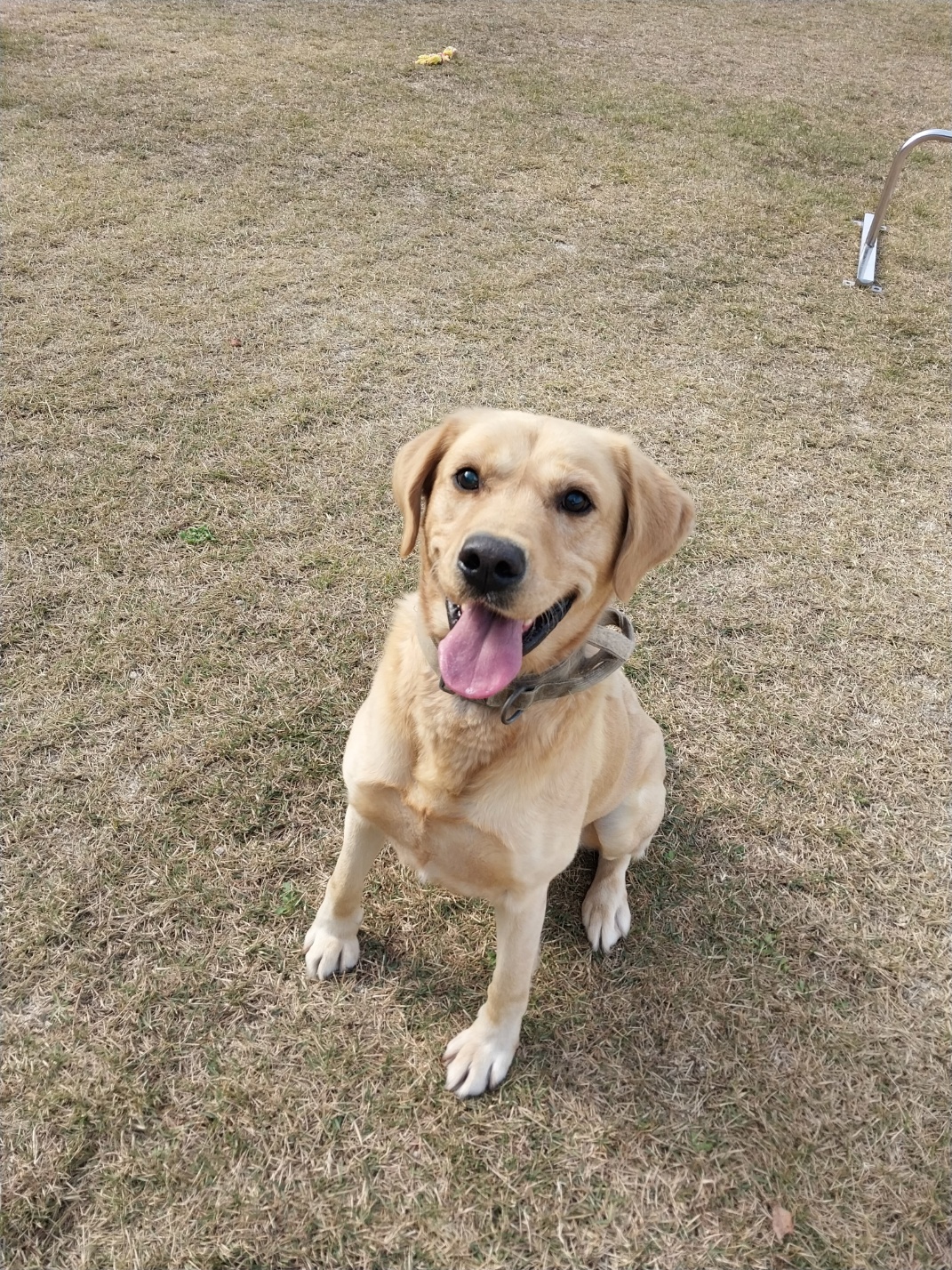 거제시동물보호센터_448537202501420