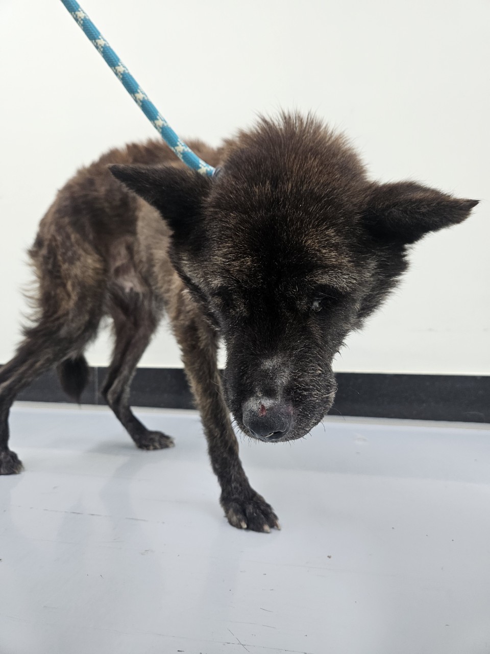 보호중 믹스견의 가…