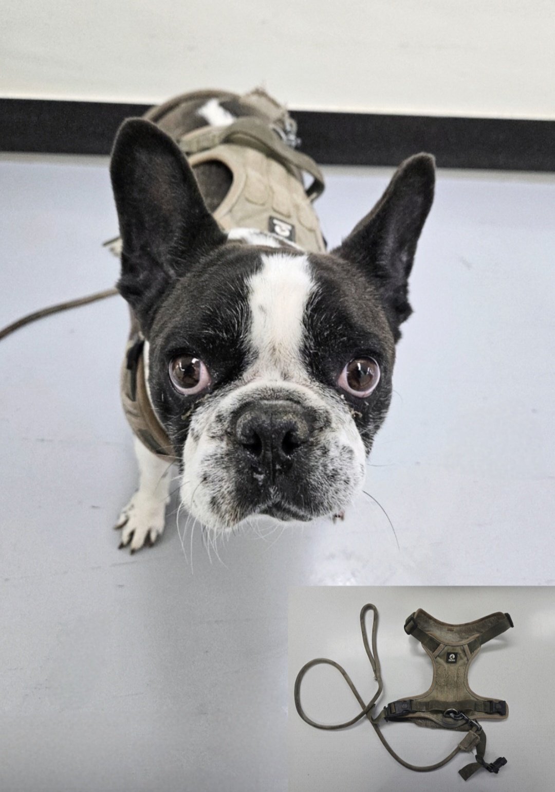 보호중 프렌치 불독…