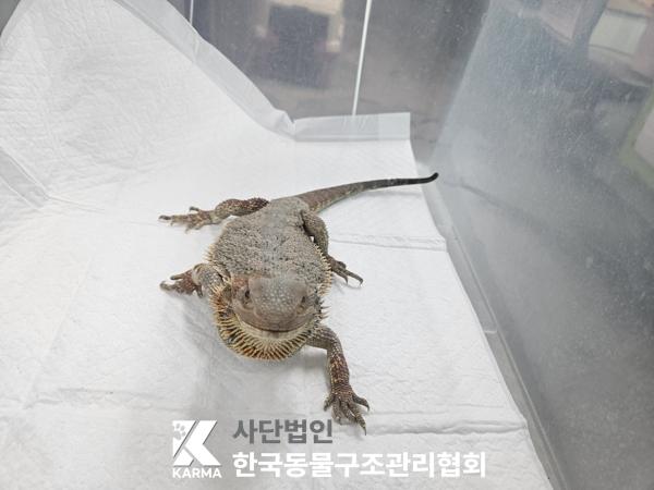 보호중 기타축종의 …