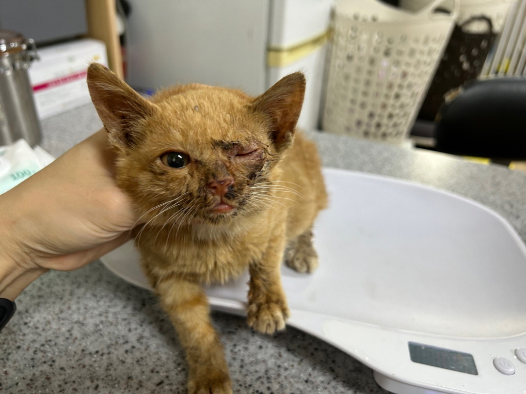 광주동물보호센터_429362202500897