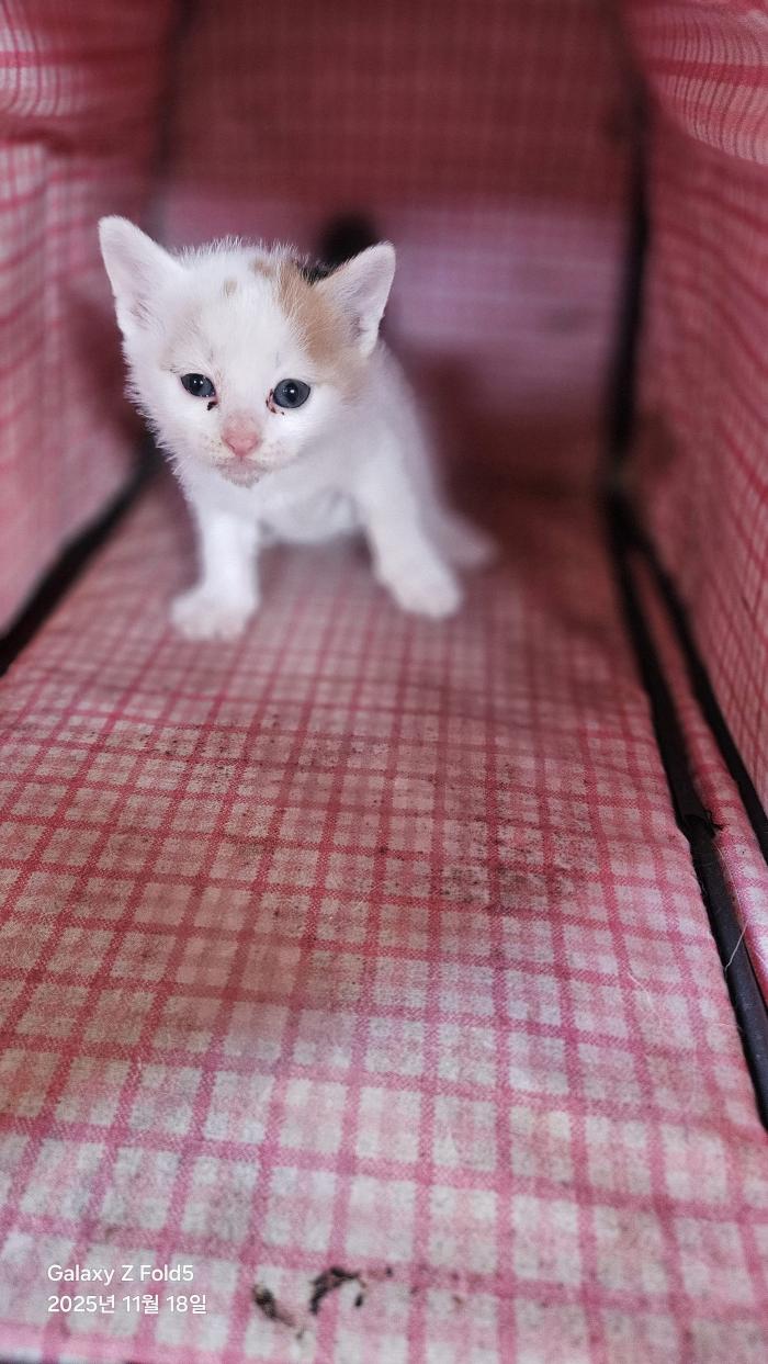 종료(자연사) 한국…