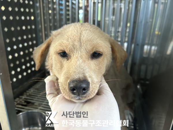 보호중 믹스견의 가…