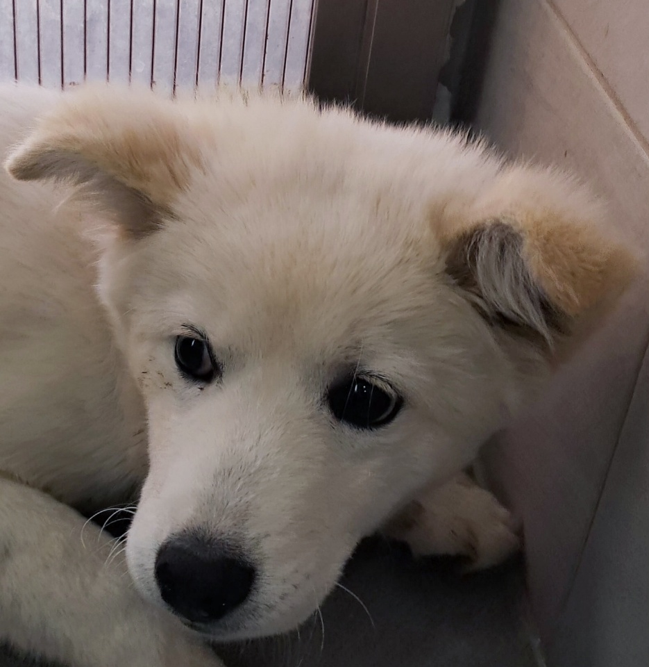 보호중 믹스견의 가…