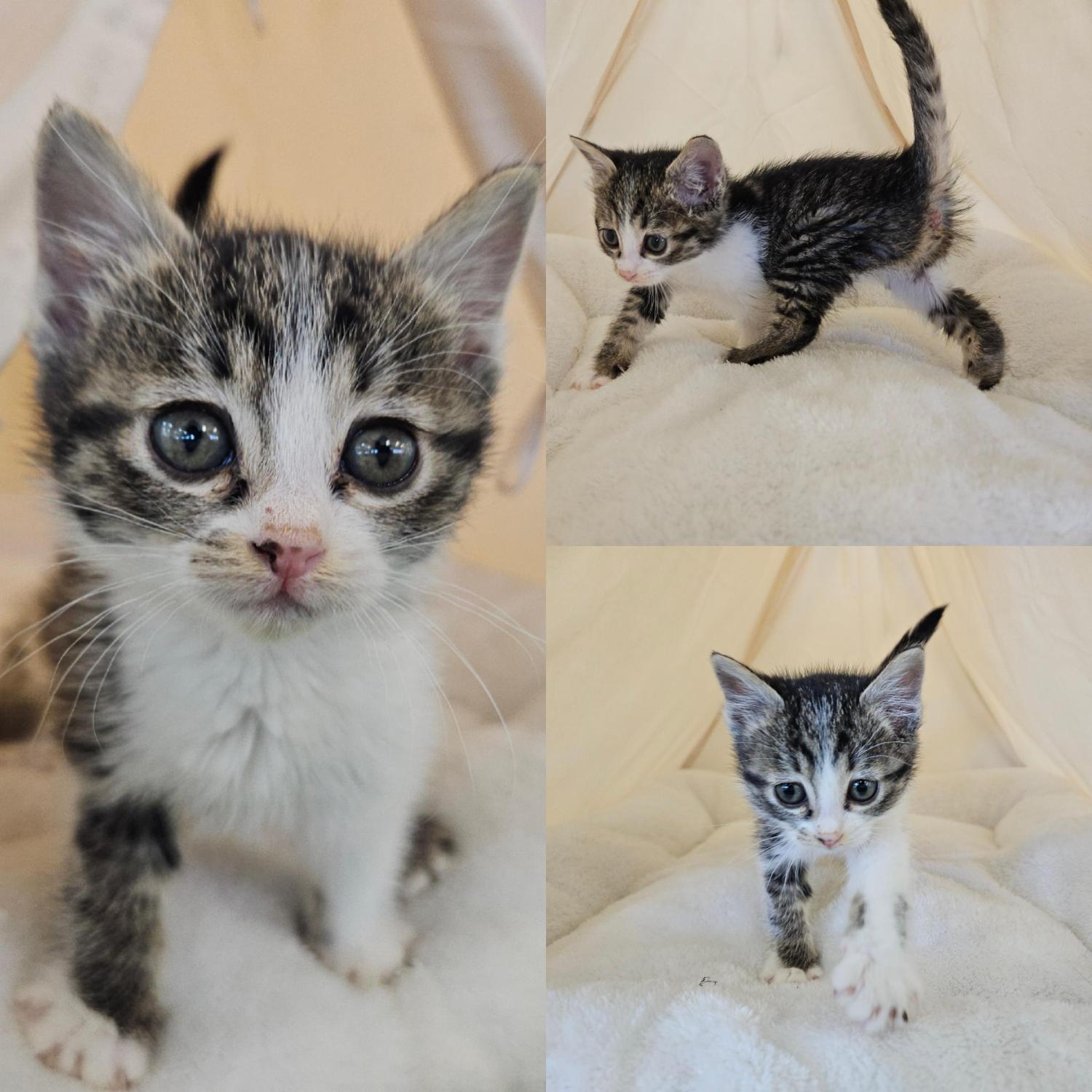 보호중 한국 고양이…