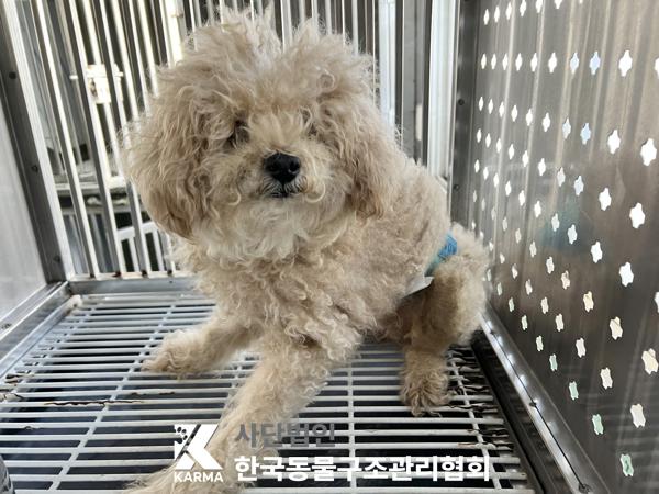 보호중 푸들의 가족…