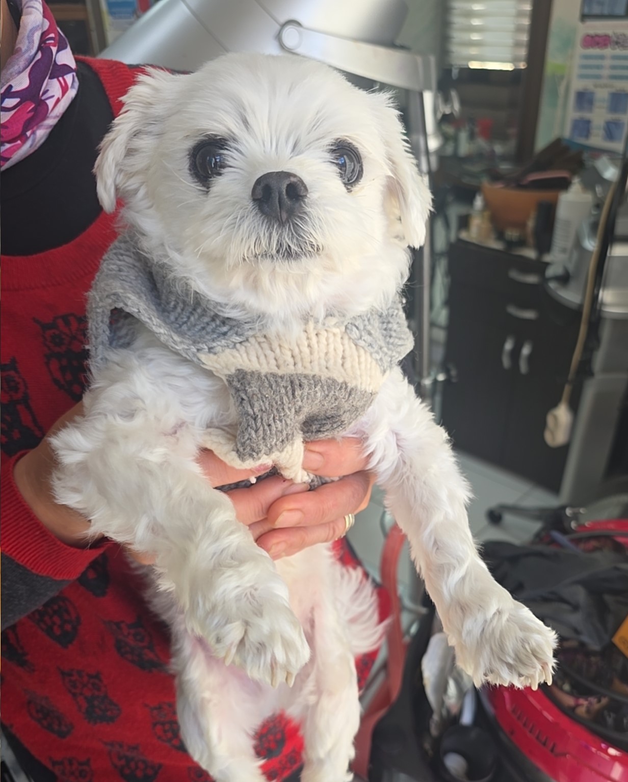 종료(반환) 말티즈…