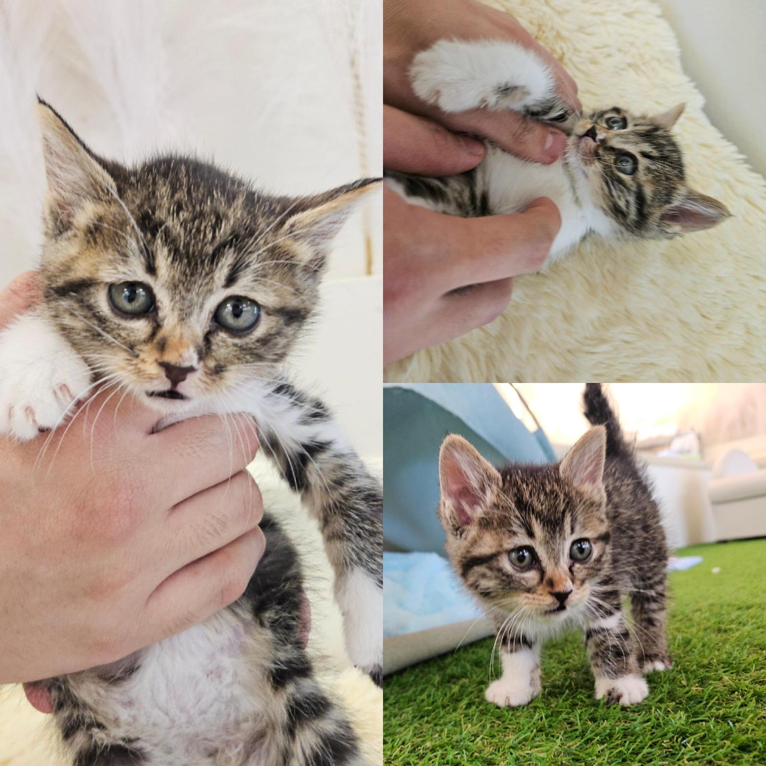 보호중 한국 고양이…