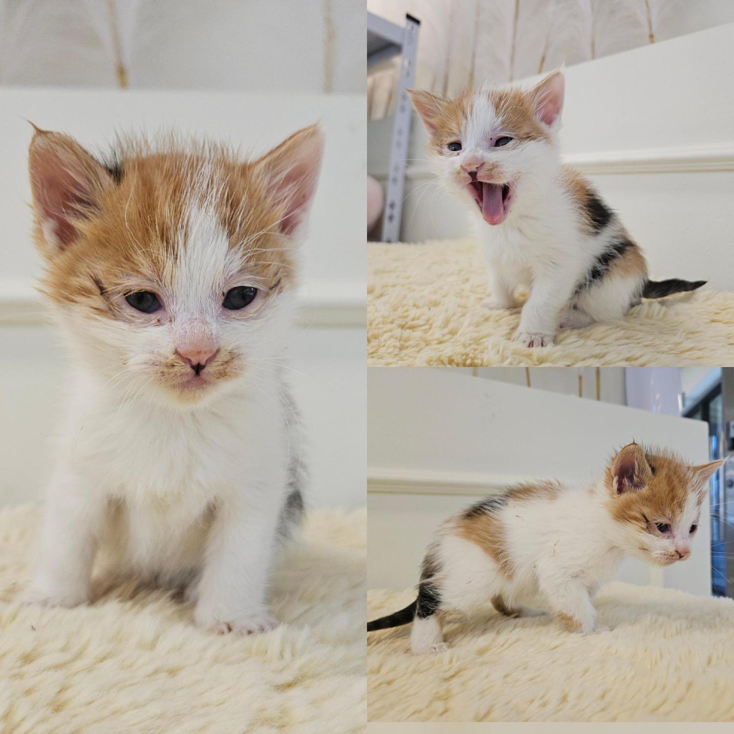 보호중 한국 고양이…