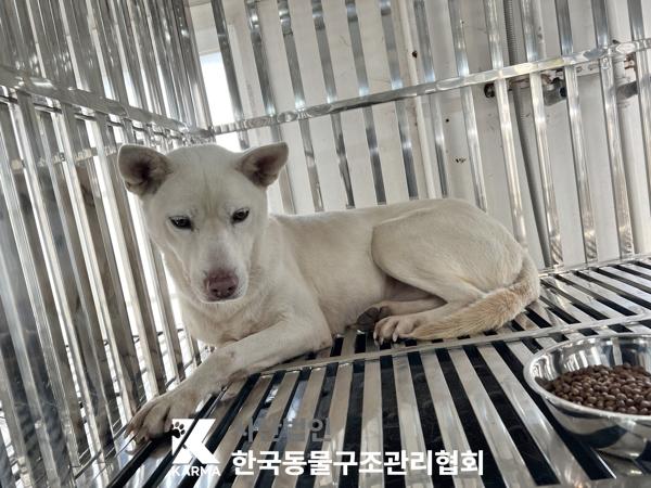 종료(반환) 믹스견…