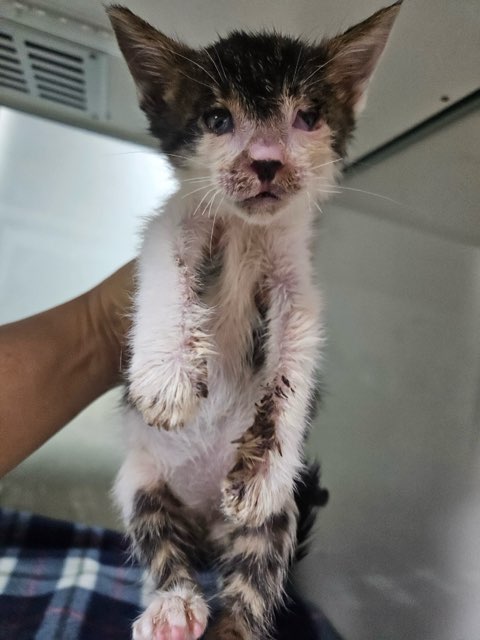 보호중 한국 고양이…