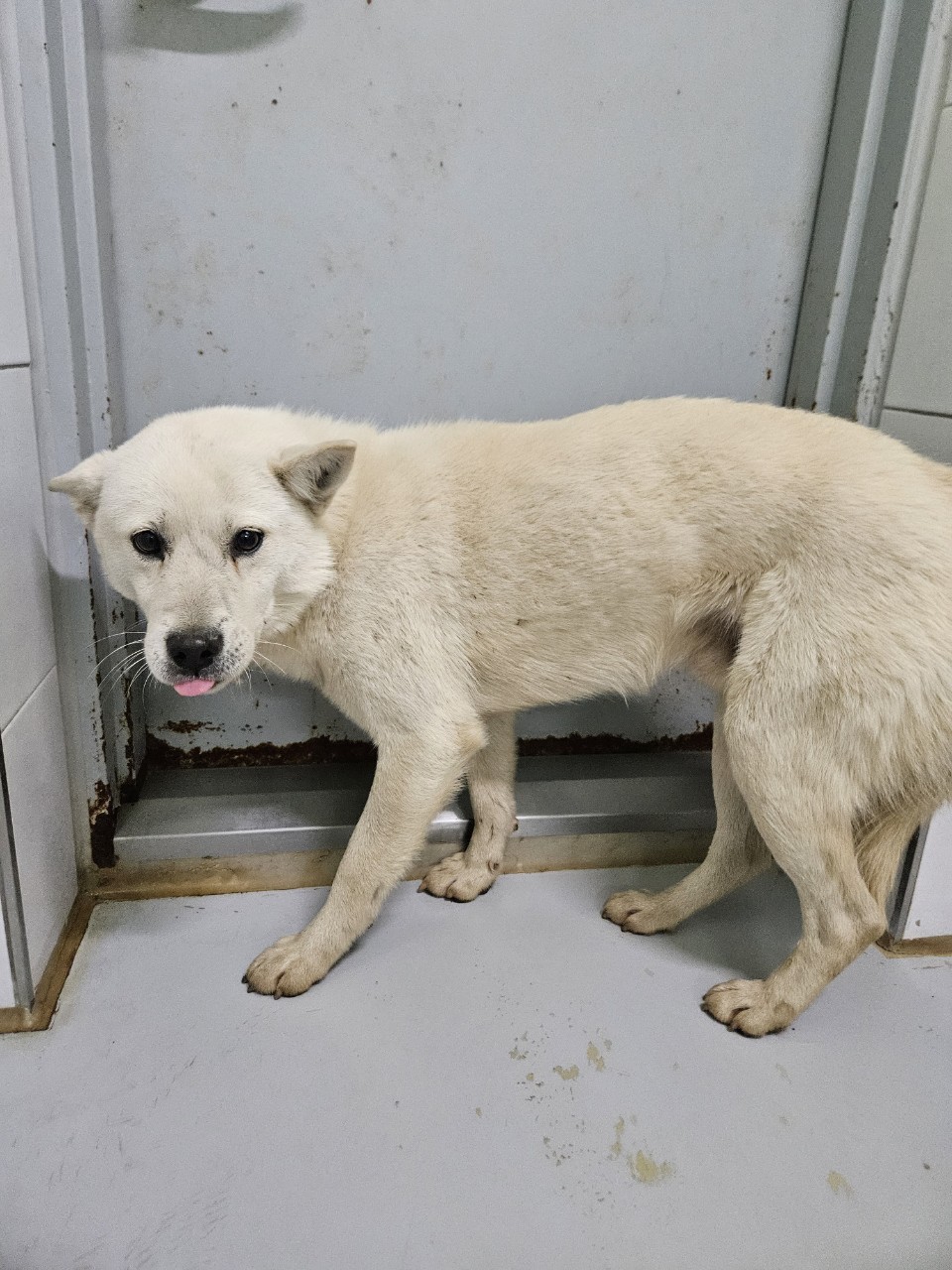 보호중 믹스견의 가…