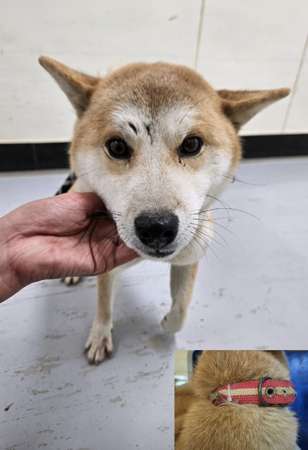 종료(반환) 시바의…