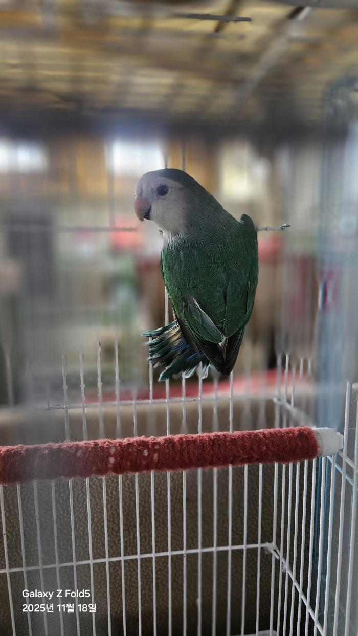 동물보호관리협회_426329202500844