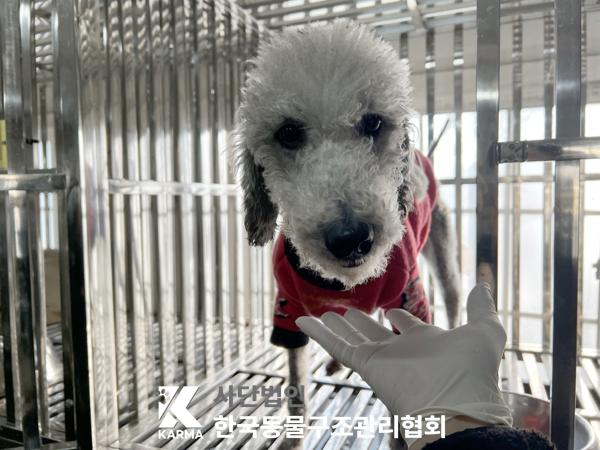 보호중 베들링턴 테…