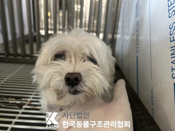 보호중 말티즈의 가…